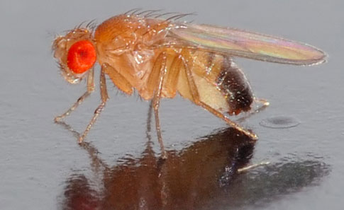 Mất gen khiến ruồi giấm đực bị đồng tính